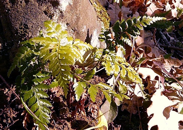 Asplenium cfr. adiantum-nigrum